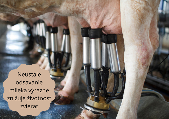 kravy, ako vplýva zdravie kravy na mlieko pre ľudí